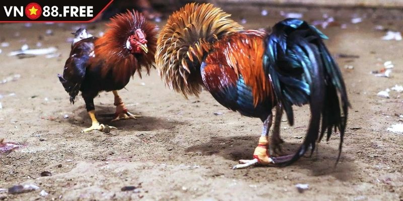 Loại hình cựa tròn hấp dẫn
